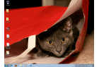 Thème pour Windows 7 : Des chats à tout moment