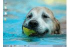Thème pour Windows 7 : Des chiens en été