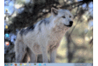 Thème pour Windows 7 : Loups