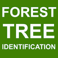 Forest Tree Identification