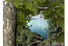 Forest Life 3D Screensaver